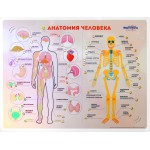 Стенд тактильно-звуковой «Анатомия человека»